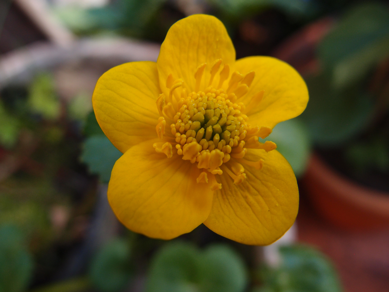 2019-04-24 wendel - der Garten